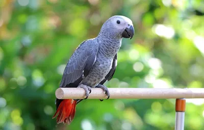 Какого говорящего попугая выбрать и купить? | Блог на VetSpravka.ru