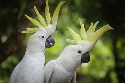 Попугаи с питомника корелла ручные ,говорящие попугаи: 800 грн. - Птицы  Запорожье на Olx