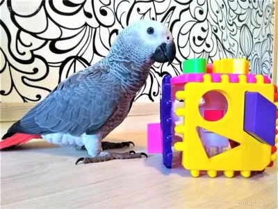 Купить Говорящие попугаи птицы электронные домашние животные офис украшения  дома с функцией записи и воспроизведения держатели ручек детские игрушки  рождественские подарки на день рождения | Joom