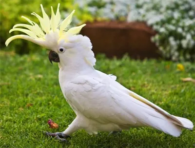 Ручные говорящие попугаи... - Любимые домашние животные | Facebook