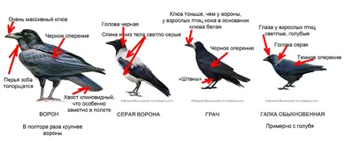 Летопись природы auf X: „Зимующие птицы: ВОРОН, ВОРОНА,ГАЛКА, ГРАЧ. Вот как  их отличить. http://t.co/PduA2UId“ / X