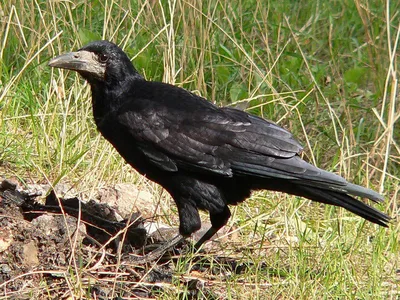 Грач (фото): Птица, которая приносит на крыльях весну Смотри больше  http://kot-pes.com/grach-foto-ptica/ | Грач, Тотемы животных, Птицы