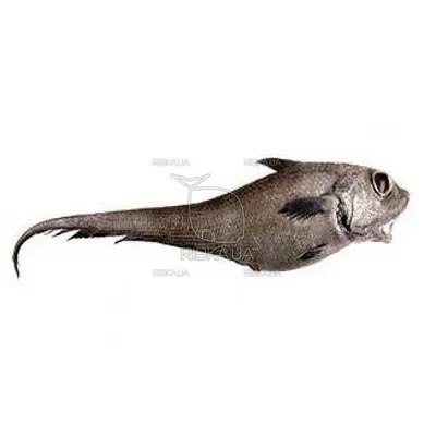 Гренадер рыба фото фото