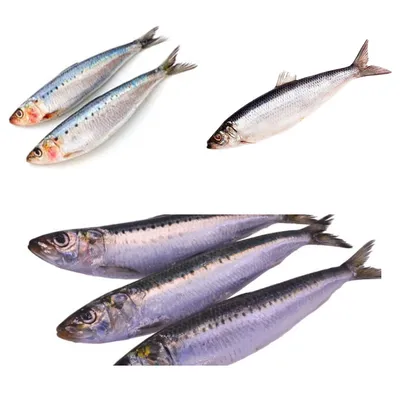 Рыба Джон Дори Блю Танг Блю гренадер атлантический синий тунец, рыба,  животные, морепродукты, фауна png | PNGWing