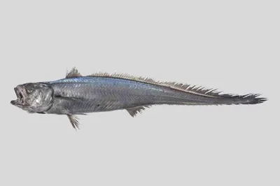 Рыба гренадер (малоглазый макрурус) | Мур ТВ