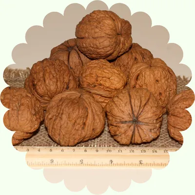 Купить саженцы Грецкий орех Великан с доставкой! | Florali-Flor
