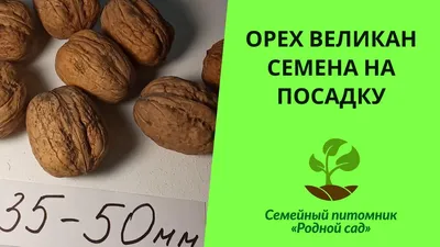 Грецкий орех Изобильный | Продажа саженцев цены питомника Крымский Дачник