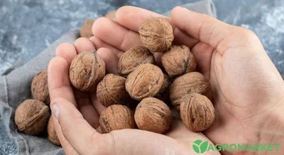 Семена грецкий орех сорт \"Великан\" для выращивания саженцев в Украине.  характеристика и описание - YouTube