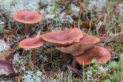Краснухи грибы (56 фото) - 56 фото