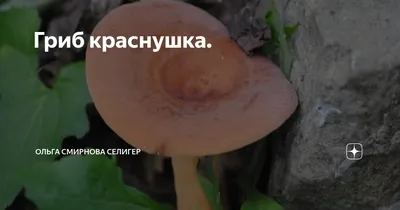 Горькушка (Lactarius rufus) – Грибы Сибири