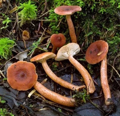 Вячеслав Степанов: Грибы Калужской области - Краснушка (Lactarius subdulcis)