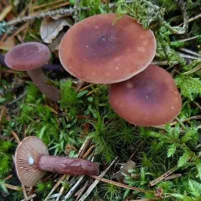 Краснушка (Lactarius subdulcis) - Picture Mushroom