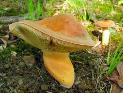 Краснушка, или сладкий груздь (Lactarius subdulcis)