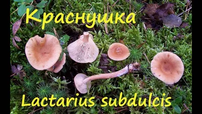 Краснушка гриб (65 фото) - 65 фото