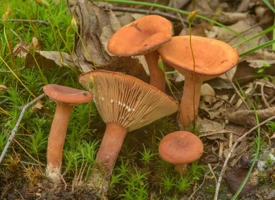 Млечник камфорный - Lactarius camphoratus - Грибы Уломы Железной