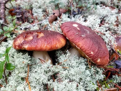 Млечник неедкий (Lactarius auranticus) | ЭНЦИКЛОПЕДИЯ ГРИБОВ - YouTube