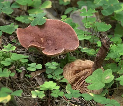 Млечник чахлый, Lactarius tabidus - Грибы Средней Полосы