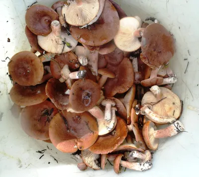 В Тульской области собрали первый грибной «урожай» - саркосцифу или эльфову  чашу | 12.04.2022 | Общество | Центр71 - все новости Тулы