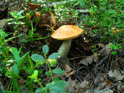 🍄🌲📸☮️ on Instagram: \"Краснушка (Lactarius subdulcis) Съедобна и идет в  засол как и множество других млечников, но очень уж хлипкая, не беру  поэтому. 13.08.2021г., Выборгский р-н, ЛО. . . . #mushrooms #гриб #