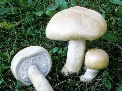 Млечник грабовый, груздь зонистый, Lactarius circellatus