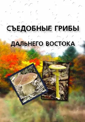 Горькушка, Lactarius rufus - Грибы Средней Полосы