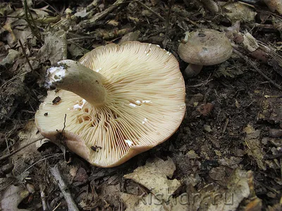 Calaméo - Edible mushrooms of the Far East VER. 2.0.