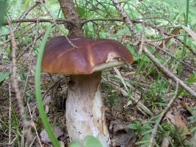 В каких районах Брестской области грибы и ягоды содержат радионуклиды