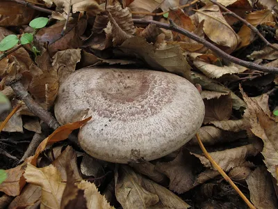 Млечник серо-розовый, Lactarius helvus - Грибы Средней Полосы