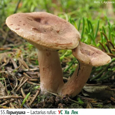 Млечник дубовый гриб (46 фото) - 46 фото