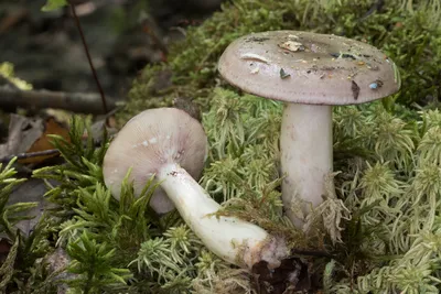 Lactarius mitissimus (aurantiacus), Млечник неедкий