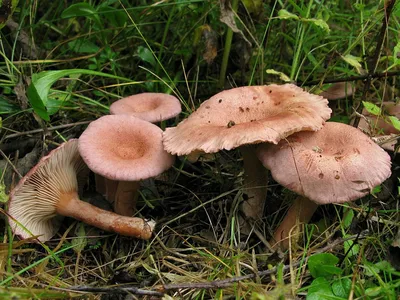 Фотокаталог грибов: Млечник лиловый (Lactarius lilacinus)