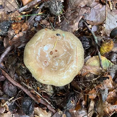 Млечник мокрый (Lactarius uvidus) – Грибы Сибири