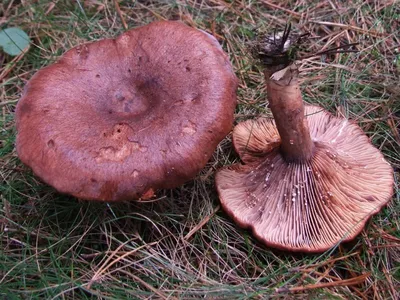 Lactarius quietus, Млечник нейтральный