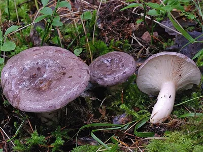 Млечник липкий (Lactarius blennius) - Picture Mushroom