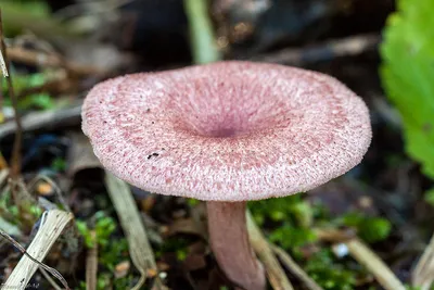 Млечник буроватый - Lactarius fuliginosus - Грибы Уломы Железной