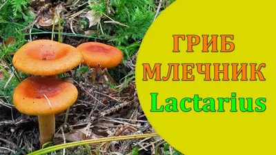 Млечник сосочковый, Lactarius mammosus - Грибы Средней Полосы