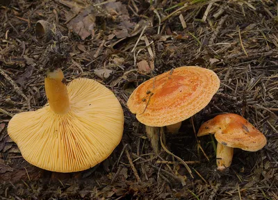 Гриб Млечник. Lactarius mushroom - YouTube