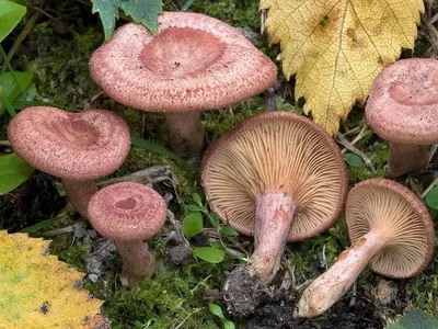 Lactarius pyrogalus (hortensis), Млечник жгуче-млечный (садовый)