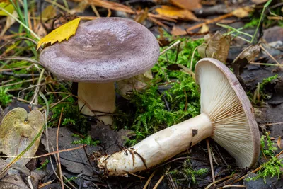 Млечник обыкновенный (Lactarius trivialis) – Грибы Сибири [Вложение: 27240]