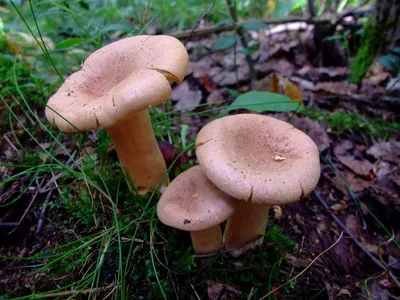 Млечник обыкновенный (Lactarius trivialis) – Грибы Сибири [Вложение: 27241]