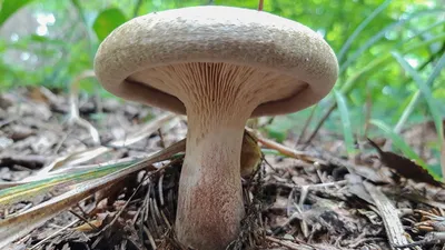 Lactarius (Lactifluus) glaucescens, Груздь (млечник) сизоватый