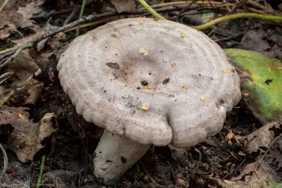 Млечник обыкновенный (Lactarius trivialis) – Грибы Сибири