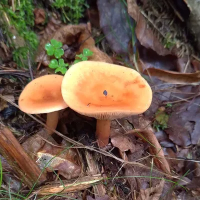 Млечник чахлый (Lactarius tabidus) - грибы России