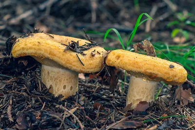 Млечник ароматный - Lactarius glyciosmus - Грибы Уломы Железной