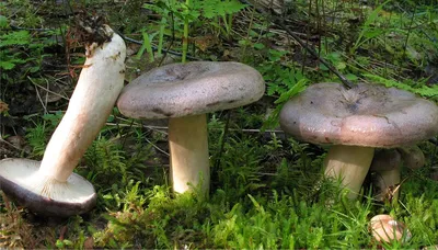 Млечник серо-розовый - Lactarius helvus - Грибы Уломы Железной