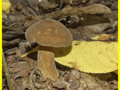 Млечник камфорный (Lactarius camphoratus) - грибы России