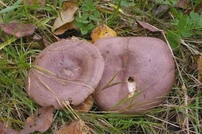 Млечник извилистый (Lactarius flexuosus) – Грибы Сибири