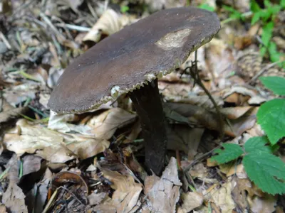 Млечник чахлый (Lactarius tabidus) - Picture Mushroom
