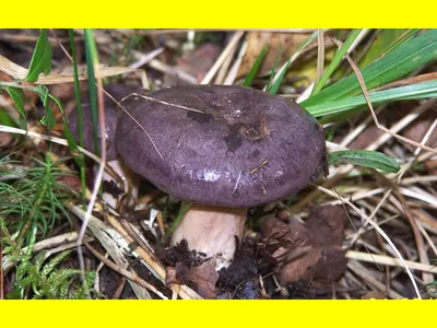 Фотокаталог грибов: Млечник Бертиллона (Lactifluus bertillonii)