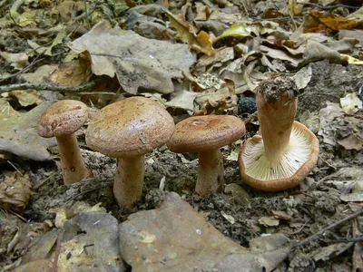 Млечник неедкий гриб (74 фото) - 74 фото